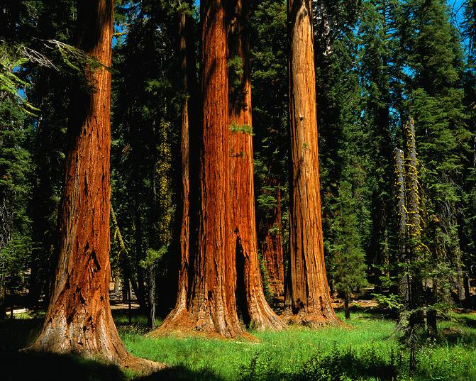 clip art redwood tree - photo #14