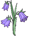 Lila-Blumen